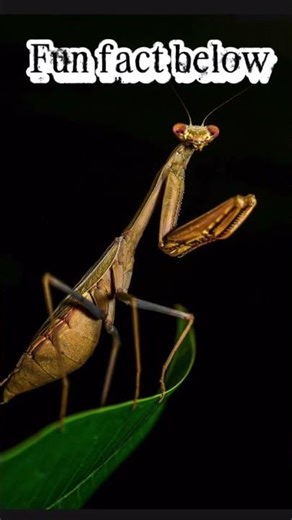 Today’s animal is a grasshopper, look below for a fun fact! #animallovers #insect #vibes