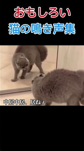 おもしろい🤣猫の鳴き声集！#おもしろい #ねこ #かわいい #動物プロダクション #動物 #鳴き声