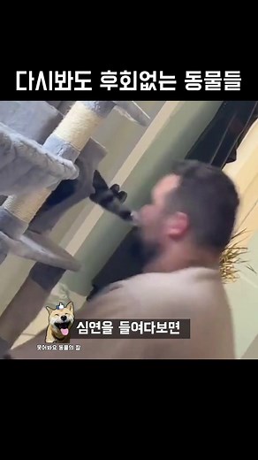 후회 없는 동물들: 웃음과 재미를 담은 영상