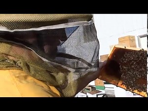 Beekeeping: How to Inspect A Honey Bee Hive