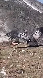 Return the giant eagle to nature 🦅 😋 | Awesome World