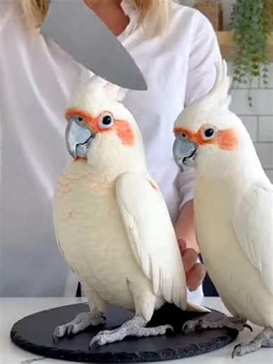 Women cut the parrot cake in front of real parrot #parrot #viralshorts #usatiktok #trendingvideos #foryoupage