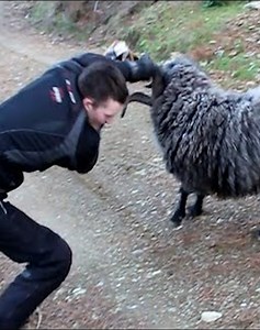 17K views · 157 reactions | 30 Cases Of Sheep Stupidly Attacking Humans Caught On Camera vs老 | Best Video | Facebook