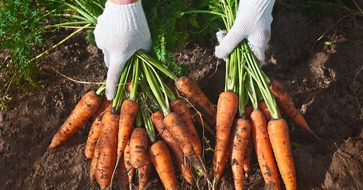 How to store the carrots you just picked from your garden