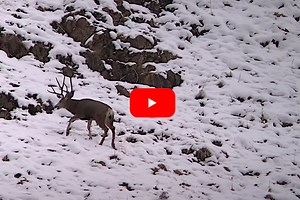 Hunter Shoots Big Mule Deer, Watches in Horror as It Tumbles Down the Mountain