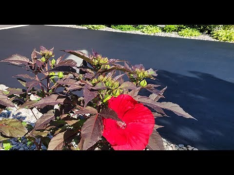 3 in 1 How to Fix a Sunken Asphalt Driveway, Tire Depressions, and Seal your Driveway