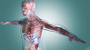 Action & Graded Potential