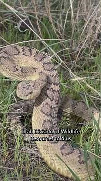 The Salt Lake City fire is burning through rattlesnake country. Here’s what you should know.