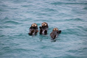 The Sea Otter's Social Behavior (They Form Rafts and Show Emotions!)