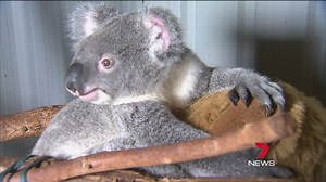 25K views · 260 reactions | Queensland Police Service are searching...