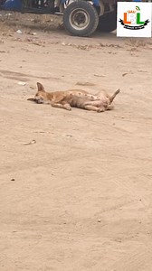 Cest quel position ça? | Le Baoulé en Ligne