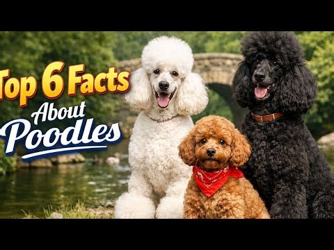 Top 6 Facts About Poodles