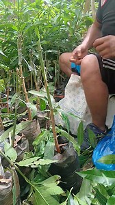 9.1K views · 26 reactions | Realizando Injerto de Mango Haden. El...