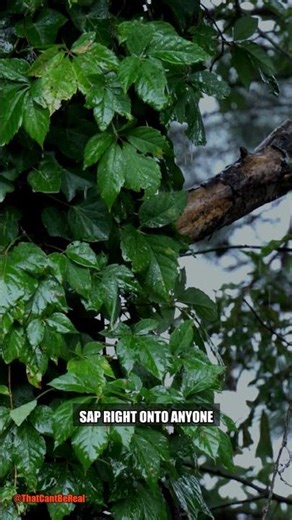 There's a TREE That Poisons Everything Around It 🌳☠️