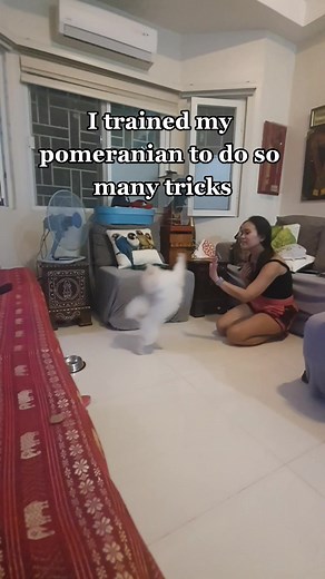 Pomeranian Tricks: Teach Your Dog Fun and Engaging Tricks!