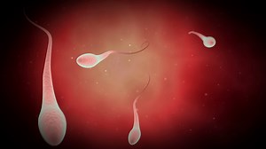 Microscopic Visualization Of Male Sperm Cells Stock Motion Graphics SBV-311199914 - Storyblocks