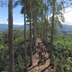 Two trainers, one inspiring story. Taming Wild: Pura Vida is an epic journey through the jungles of Costa Rica as two trainers build a lifetime bond with horses rescued from a life of pain. Subscribe to H&C+ today to watch exclusively. | Horse & Country TV | Facebook
