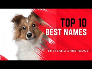 10 Best Names for Shetland Sheepdogs 🐕✨