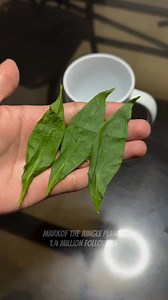 145K views · 1.6K reactions | Preparation before goint to Test for a better and negative Result Herbal lang ang malakas! #Herbal #dahon #HALAMANGgamot | Mark of the Jungle Plants | Facebook