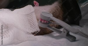 A veterinarian places an anesthetic mask on a rat in surgery, ensuring the animal's well-being during the operation. A veterinary clinic prepares a rat for a surgical procedure.