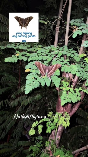 Naileditby_inna on TikTok