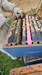 1.2M views · 10K reactions | Another day in the life of a beekeeper I hope for a more bountiful harvest. 10 more days to go  Harvesting honey 2025 Beekeeping in new zealand #fbreels23 #fbreelsvideo #filipinobeekeeper #BeekeepingJourney #beekeepingnewzealand #BeekeepingTips #manukaflower #beekeepersofinstagram #beekeeperslife #naturelovers Part 3 | Beekeeping Journey | Facebook