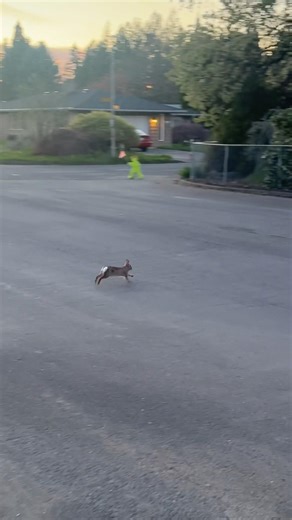 Run little rabbit! 🐇 #rabbit #run #trackandfield