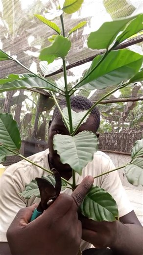 manager umaru coffee adviser (@manager.umaru.farm)’s videos with original sound - manager umaru coffee adviser