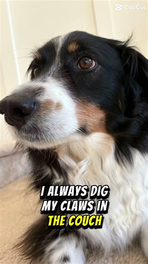 My human once told me #dog #funny #shorts￼