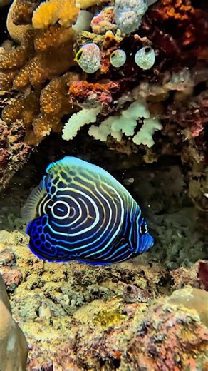 Isn't it the most beautiful fish you've ever seen? 😍😍😍 #babyfish