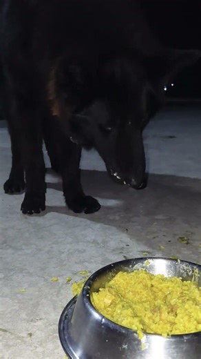 Chicken time is the best time for my German Shepherd! 🐕🍗 Look at that focus while eating #DogShorts