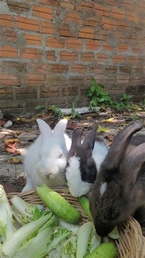 Adorable Rabbit Eating Compilation 🐇🥬✨#cute #compilation #rabbit