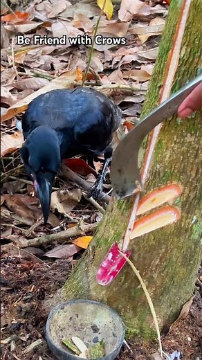Fresh sap harvesting from the tree 🌍 #HiddenProcess #TreeSecrets #ForestMystery#rubbertree
