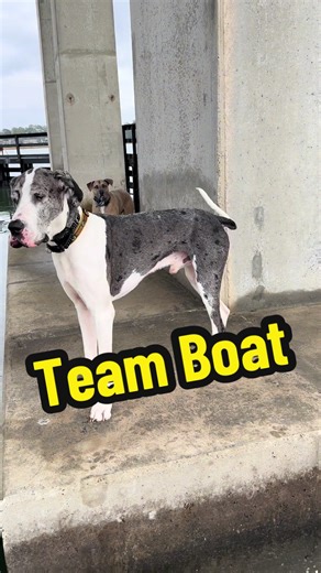 Enjoying the Ocean with Dogs: A Fishing Adventure