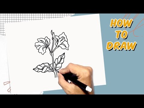 How to Draw Canna Flowers
