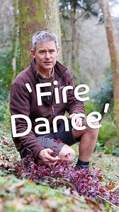 We have a small specimen of Loropetalum 'Fire Dance' growing on the bank on Radiata Path - one to watch as it grows into the space! . . . . #loropetalum #winterflowers #trebah #trebahgarden #falmouth | Trebah Garden