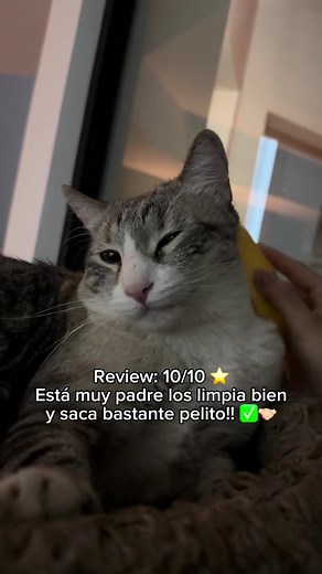 Prueba del Cepillo a Vapor para Gatos: ¡Funciona!