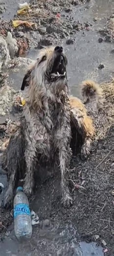 At the Animal Rescue Center, each rescued animal represents the power of kindness and humanity, made possible by the rescue team's unwavering commitment and the community's generous support. By getting involved and supporting the center, you join a collective mission to bring hope and healing to animals in need, one act of compassion at a time. [Full story in cᴑmments]👇 | Dogs are family