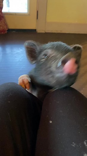 Bruno #minipig #minipigsoftiktok #piglet #teacuppigsdontexist #piglet #pig #animals #ampa #love