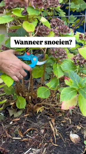 🌸 Hortensia snoeien? Alleen als je weet waarop ze bloeien! In deze video vertel ik wanneer ik mijn hortensia’s snoei — en waarom het zó belangrijk is om te weten of jouw hortensia bloeit op oud hout of nieuw hout. 👉 Snoei op het juiste moment = bloemen gegarandeerd 🌱 Pluimhortensia? Snoeien in het voorjaar! 🌼 Boerenhortensia? Voorzichtig zijn — bloeit op oud hout! #hortensia #tuinieren #snoeitips #bloemenliefde #plantenverzorging #voorjaarssnoei #tuinweetjes | Ontdek mijn tuin
