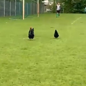 13K views · 55 reactions | De kippen heffen buitenspel op bij RKDVC - TGG  | De Kelderklasse | Facebook