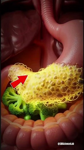 How Vegetables Are Digested in Your Body | 3D Human Digestive System Animation