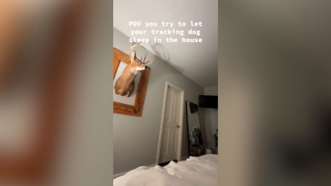 Hunting Dog Confused By Mounted Deer