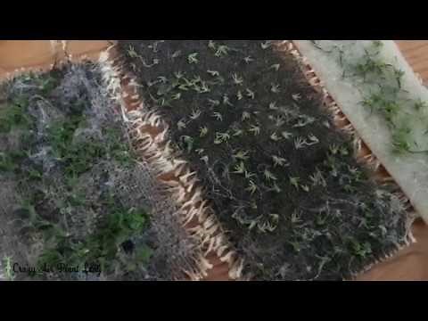 How to Grow Air Plant Seeds