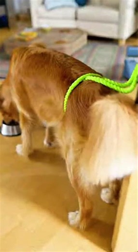 Large Dog Snatches Chihuahua’s Meal | Chihuahua Hooks Tail to Door | Pup Gets Pulled 😂