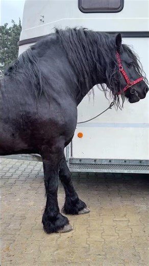 Get Rid of horse For Good #horse #animals #love