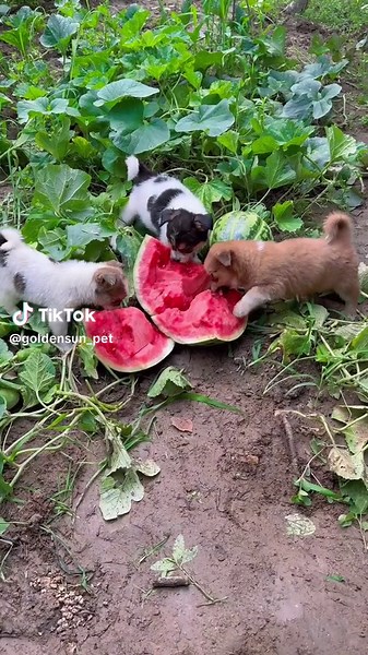 Sweet Dog Videos: Cute Dog Moments and TikTok Highlights