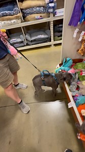 After Vet Appointment, Grayson picks out a new toy. 🦩 🐶 | Devin Blaine Baranek