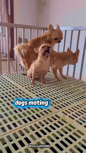 Dog Breeding Explained 🐕🔥 | From Mating to Puppies (USA Edition) Hashtags: #DogBreedingLife #USAAnimals #PuppyJourney #DogFactsUSA #PetIndustry #DogTrainingUSA #PuppyBorn #AnimalCareUSA #DogVideos #PetCommunity @MIYA 🐴