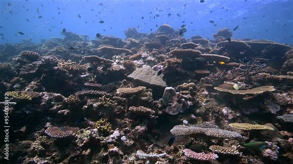 Tropical reef fish schooling above Coral reef - Marine biodiversity in the South Pacific
